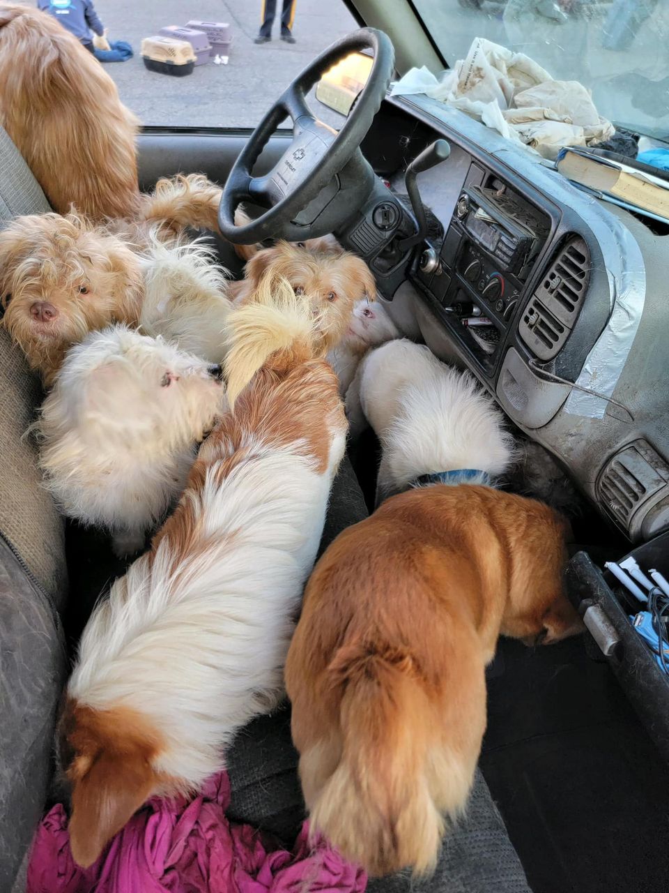 DOZENS OF ANIMALS, ALIVE AND DEAD, FOUND IN PICKUP...