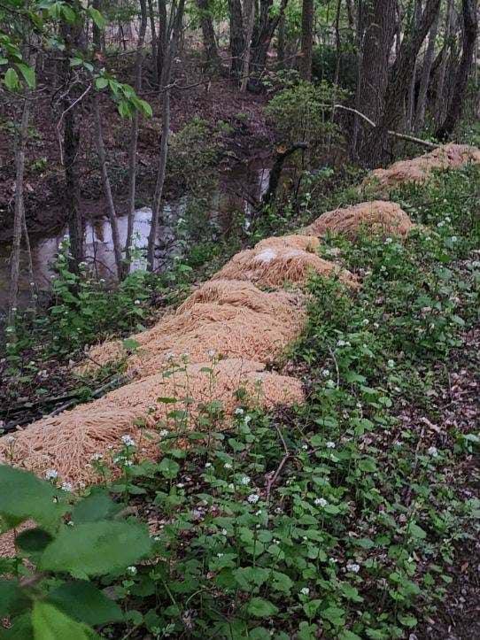 UPDATED: 500 POUNDS DUMPED PASTA WAS FROM NEARBY RESIDENT