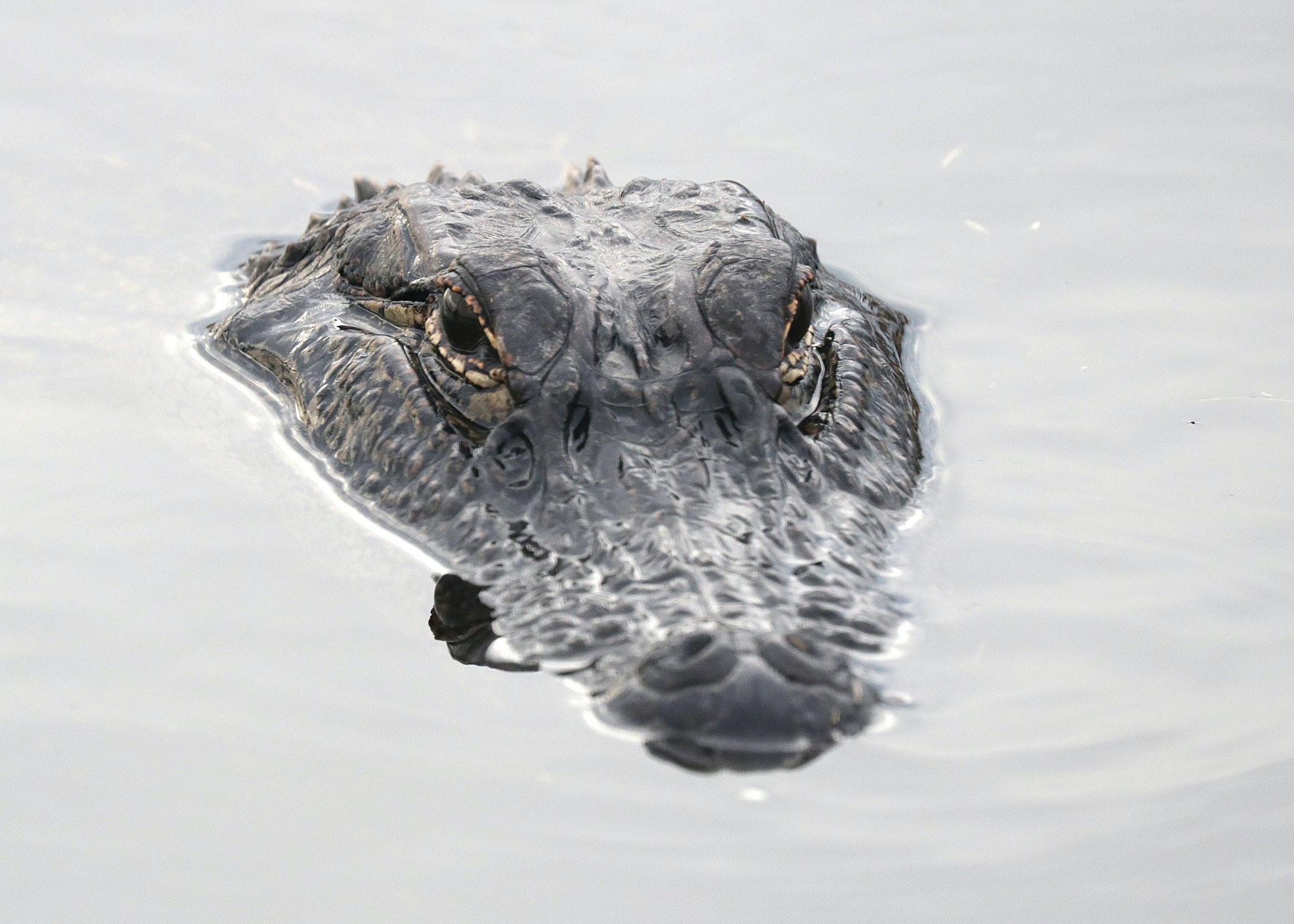 Alligator Remains Loose in Middlesex County