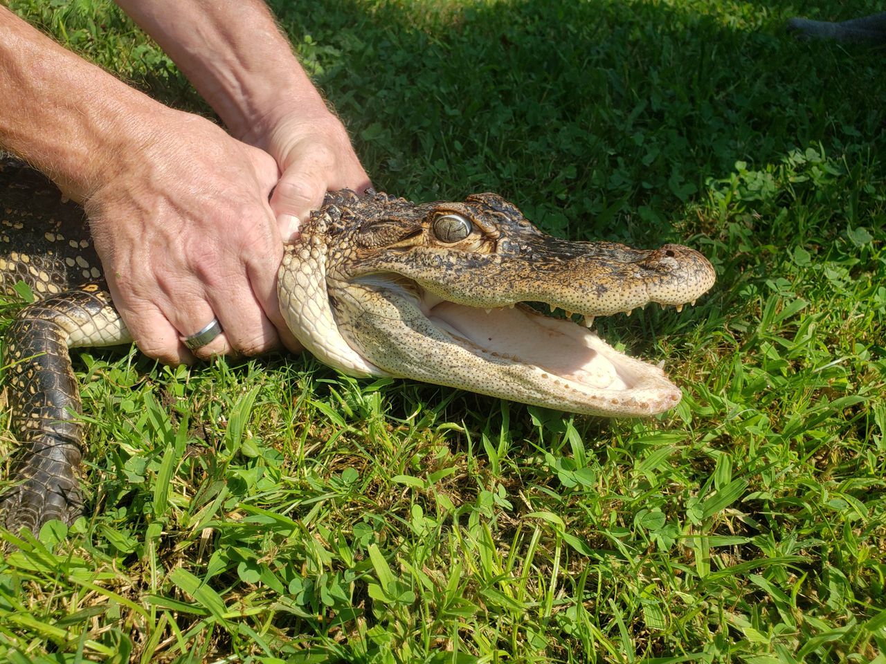Alligator Captured in Middlesex County