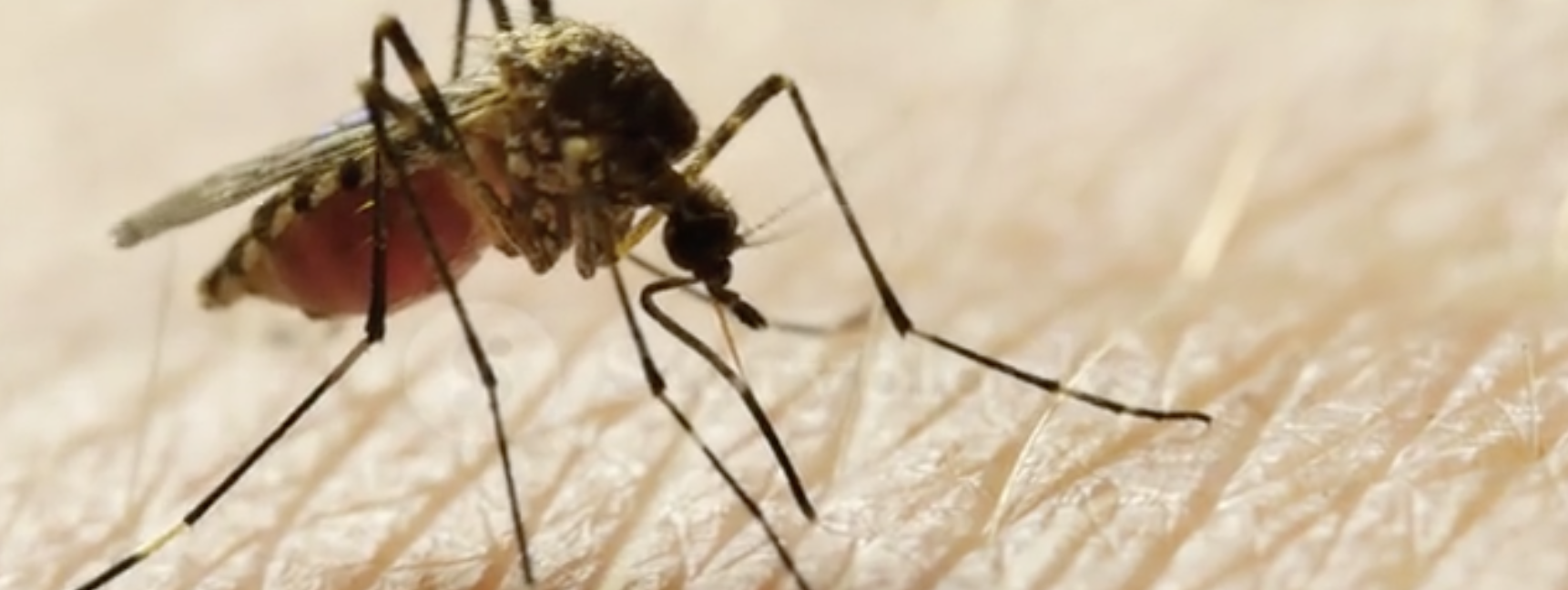 1 NJ Resident Dead, 8 Infected by West Nile...