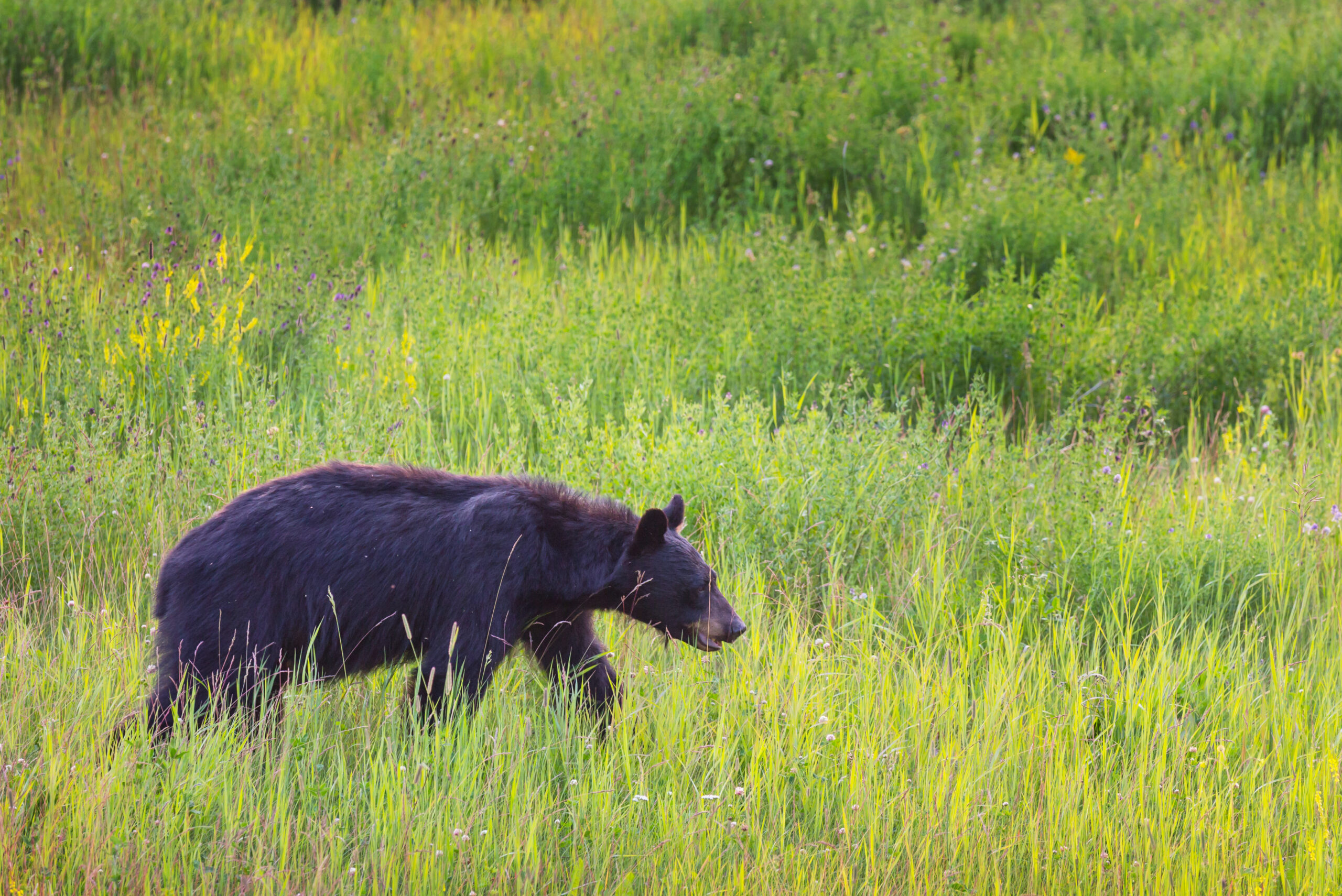 Black Bear Hunt in New Jersey Begins Today