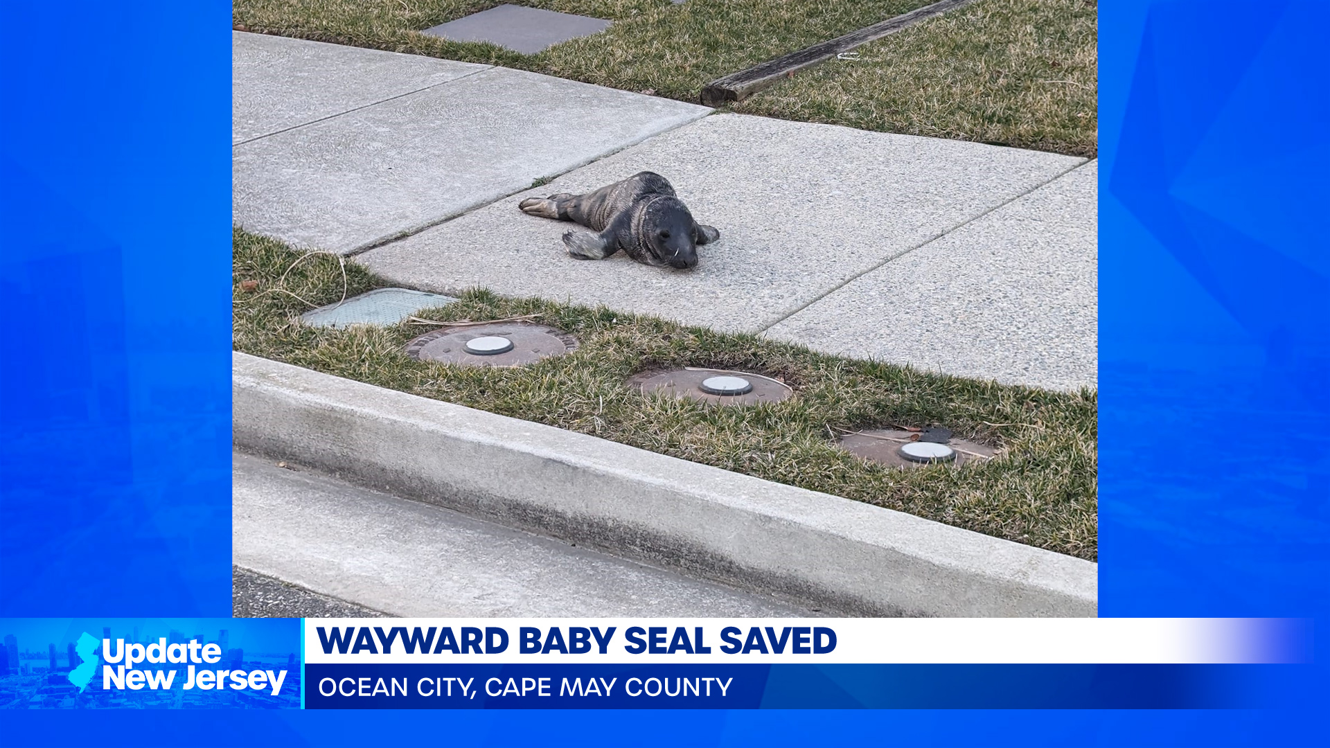 News Update: Baby Seal Rescued