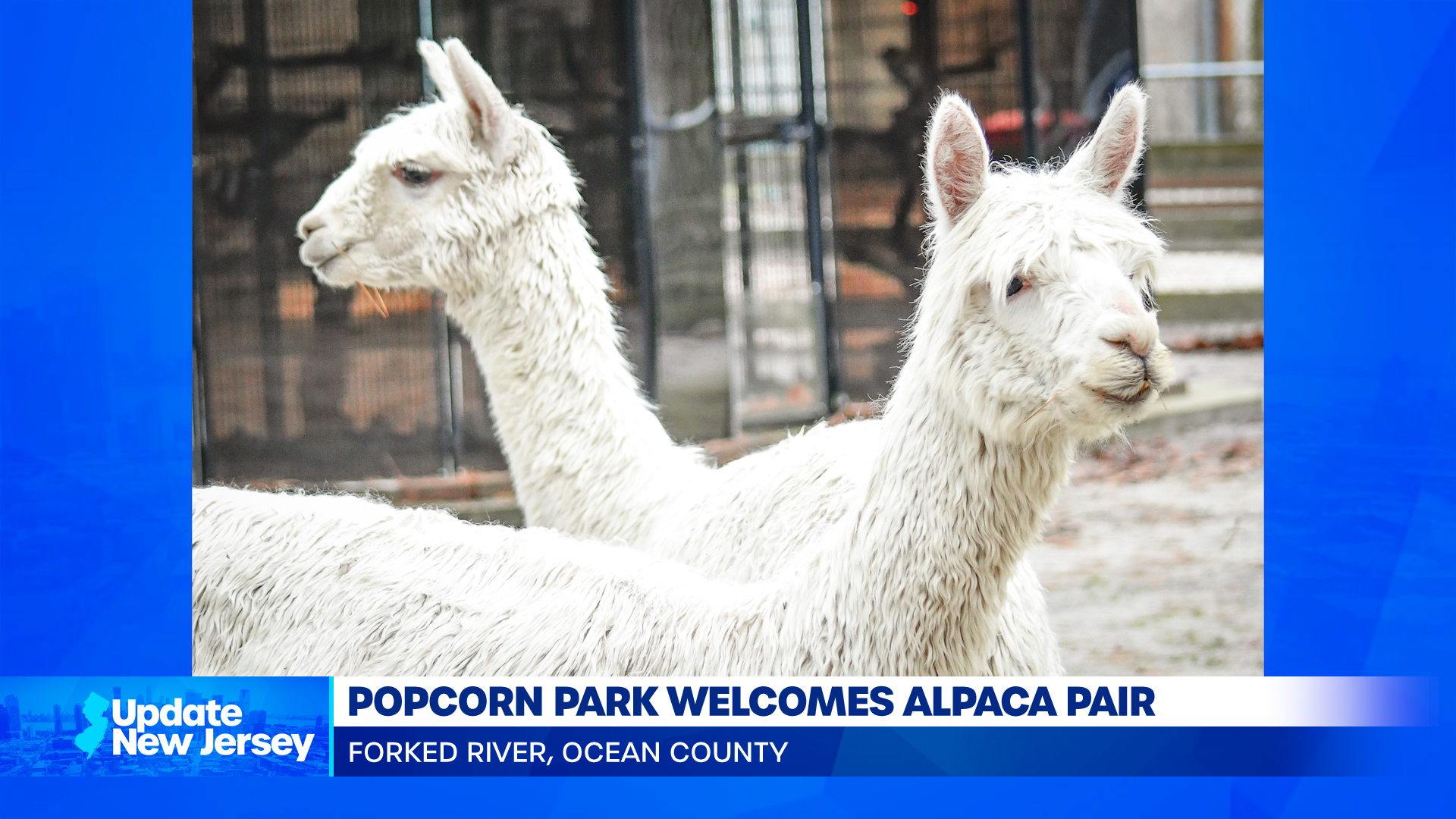 News Update: 2 Alpacas Brought to New Home