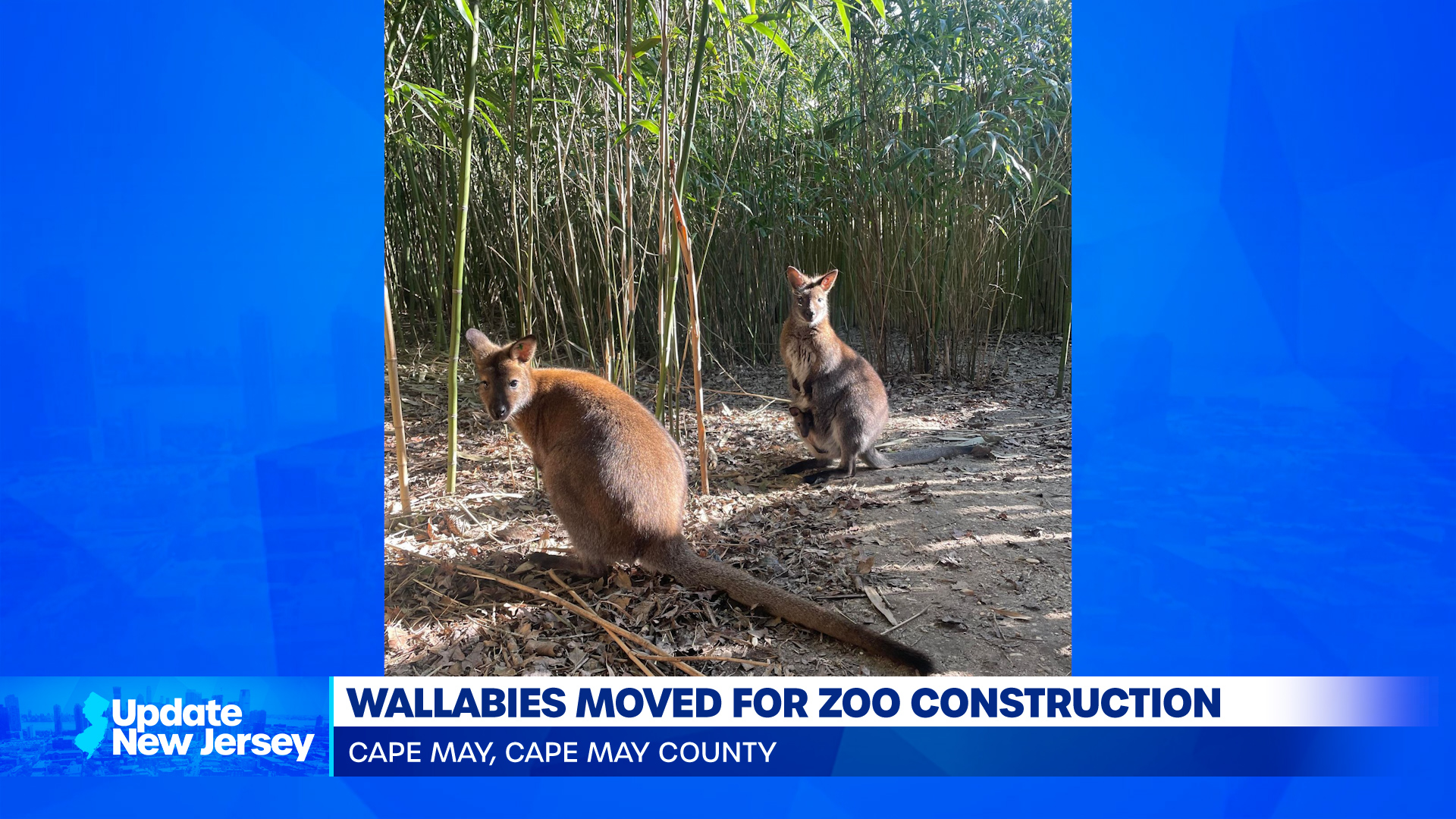 News Update: Where Are The Wallabies?